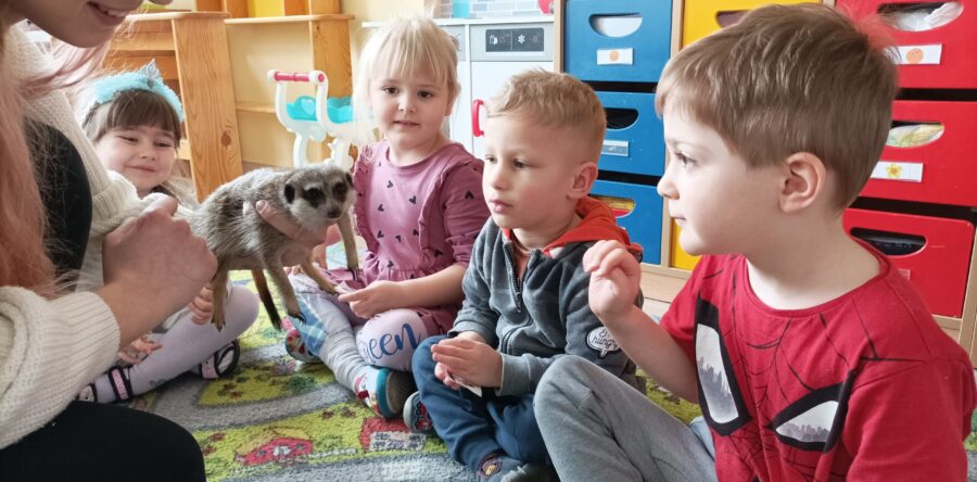 Żywa lekcja przyroda- surykatki w odwiedzinach u “Słoneczek”